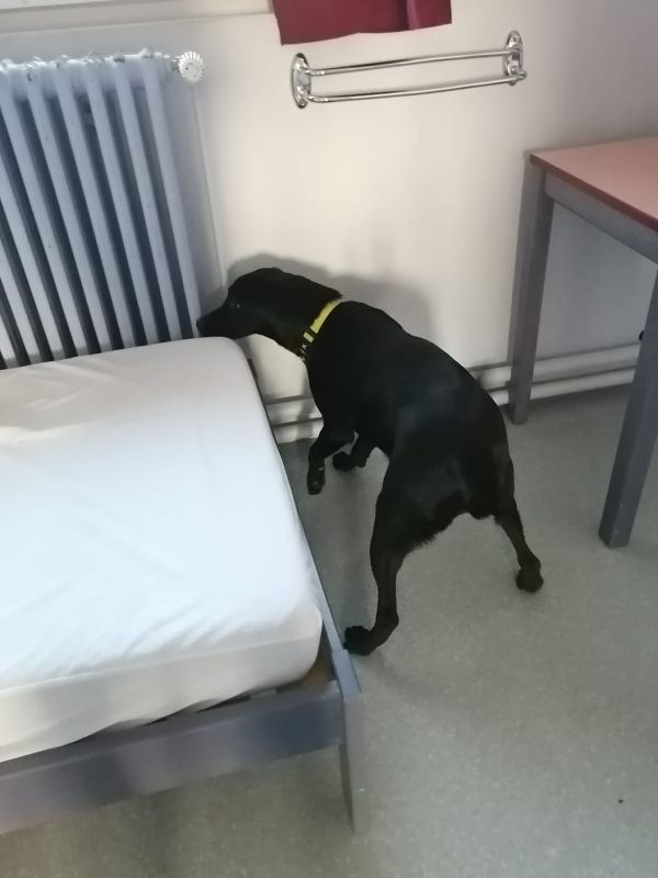 chien detection punaise de lit